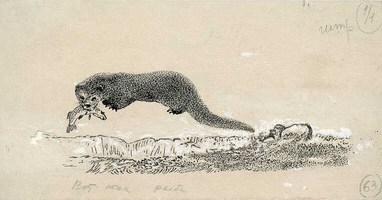 Курдов Валентин Иванович. Лот из пяти иллюстраций к книге В. Бианки «Лесная газета»